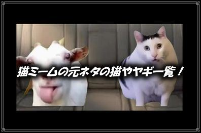 猫ミーム,元ネタ