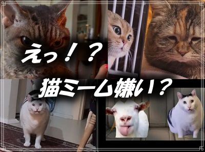 猫ミーム,嫌い